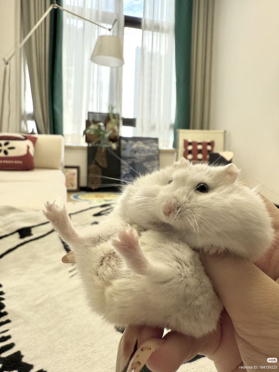 TweetsOfHamster's tweet photo. https://t.co/4b95dAqq5f