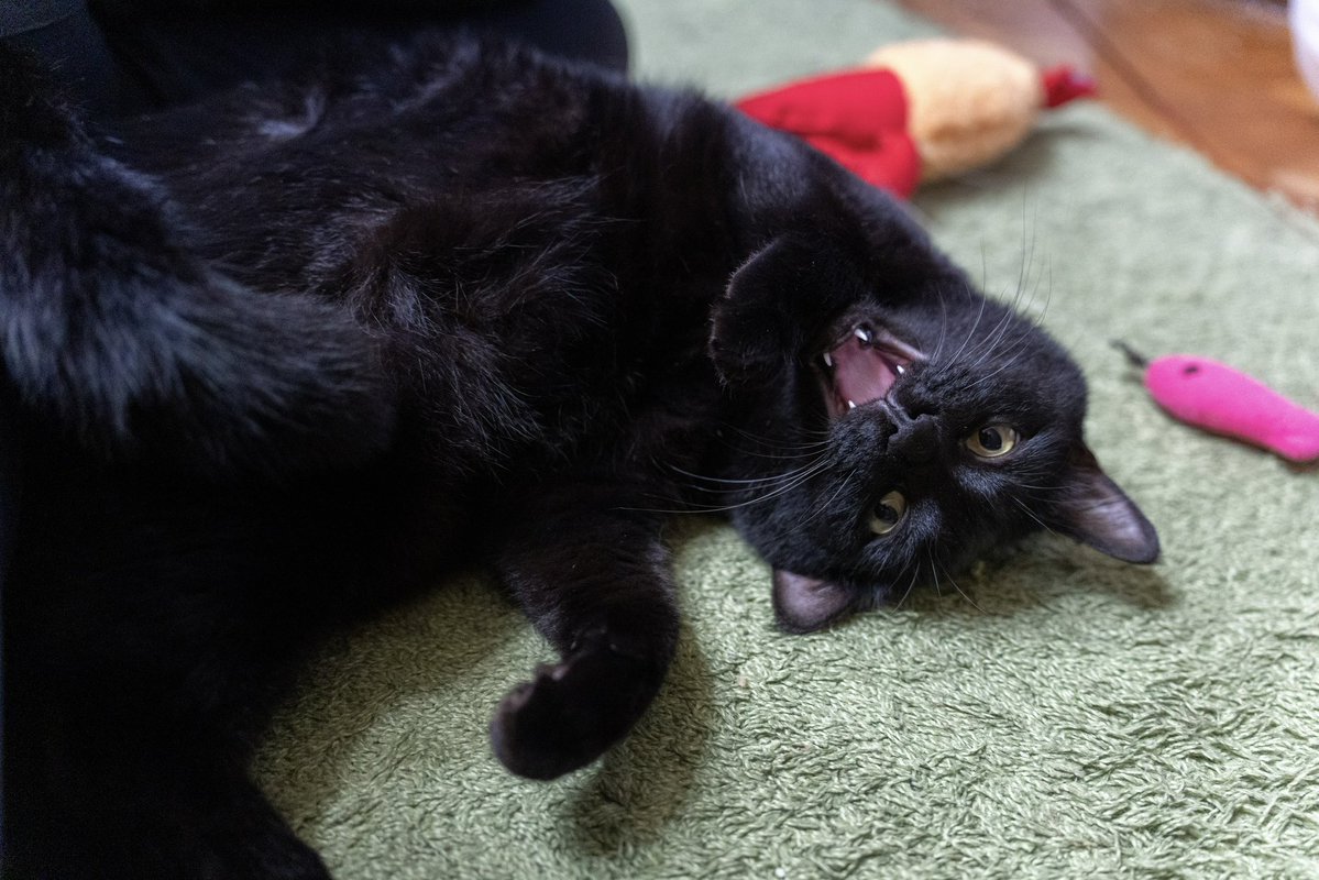 黒猫つくねちゃん太しっぽ (@oreo_blackcat) / Posts / X