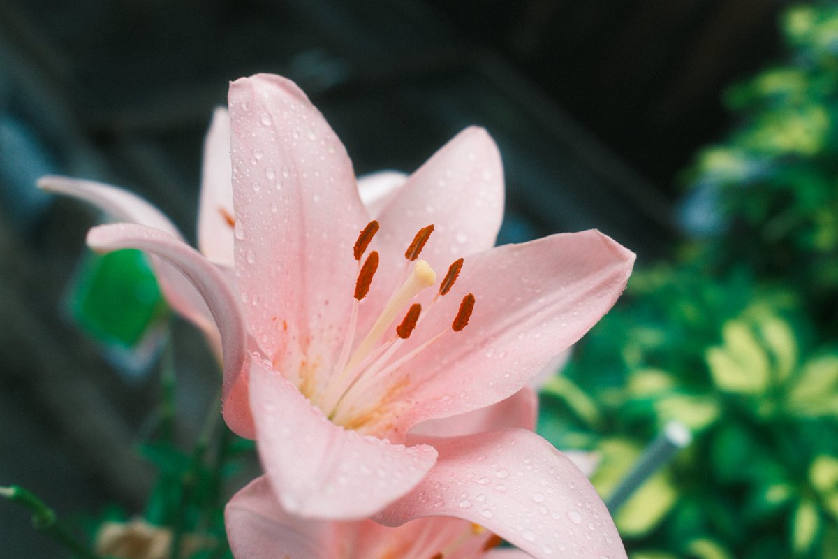 TsukasaTaguchi's tweet photo. https://t.co/bjVcwVJzKu

#X100VI #FujifilmX100VI #Cinematic #MoodyGrams #FilmSimulation https://t.co/SvIxTMpwyh