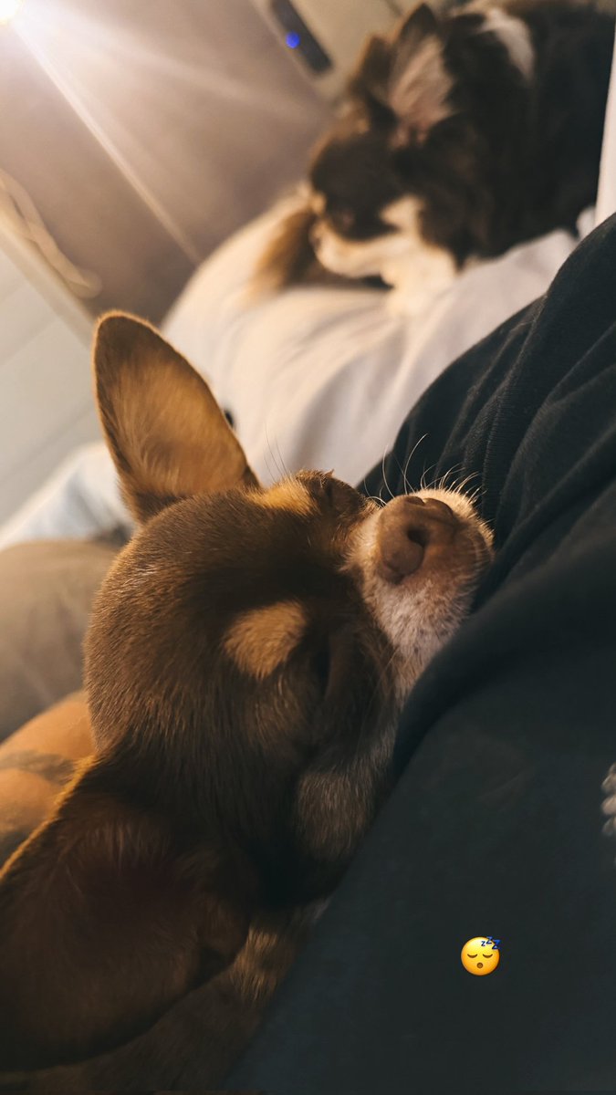 CFCaon's tweet photo. É um nenem dormindo 😍🐶

📲 Daniel Caon via Instagram Storys 
(  @/danielcaonoficial ) (1/3) https://t.co/PULeygXsYr