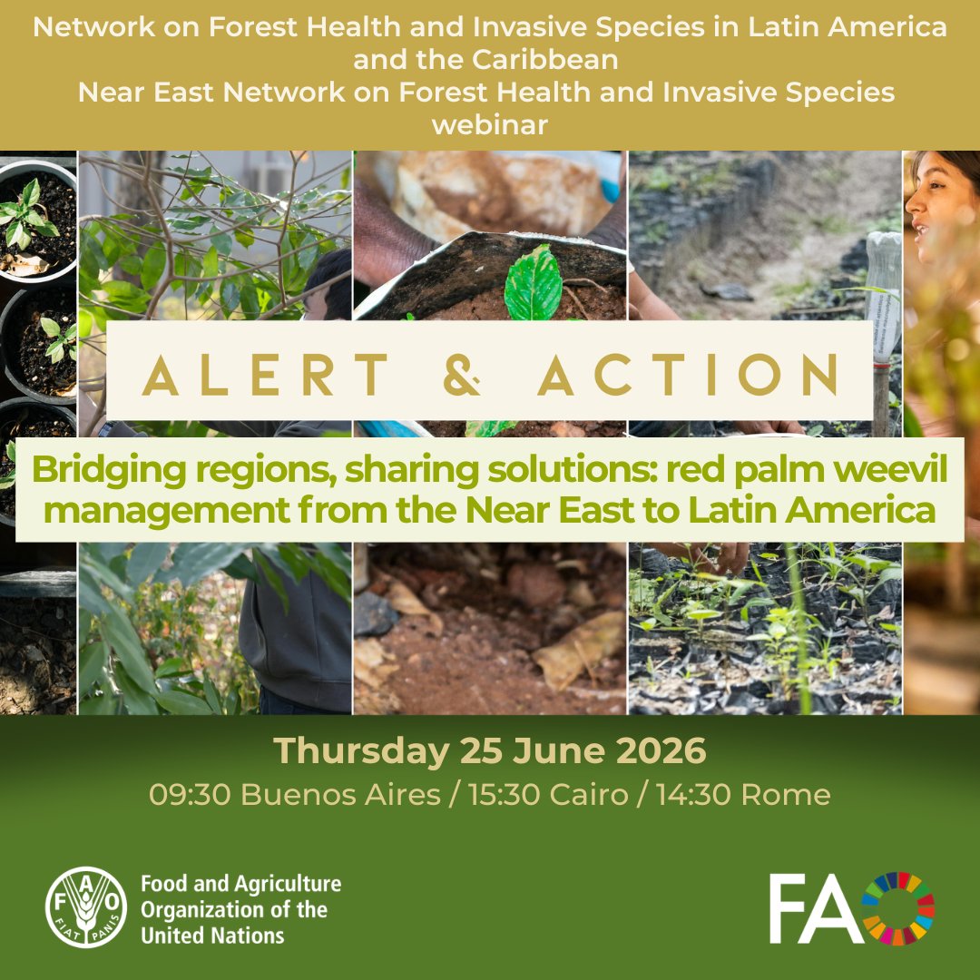 FAOForestry's tweet photo. 🔴 LIVE IN FIVE!
Alert and action - Bridging regions, sharing solutions: #RedPalmWeevil management from the Near East to Latin America
🗓️ Thursday 25 June 2026
⏰ 09:30 Buenos Aires / 15:30 Cairo / 14:30 Rome
👉 https://t.co/1wyoJvRK6X
@FAOinNENA_EN @FAOAmericas @FAOCaribbean https://t.co/Rbx33xwwtU