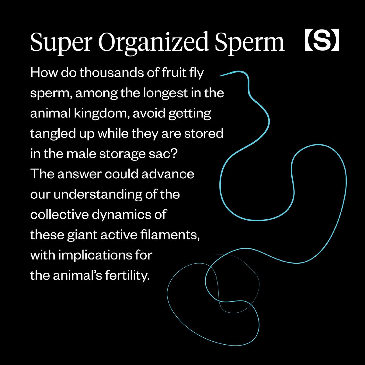 SimonsFdn's tweet photo. A new mathematical model from @FlatironInst biologists explains how fruit fly sperm avoid getting tangled up: https://t.co/UoDgelH1xS #science #biology #FlatironCCB https://t.co/2ubUw9fYkh