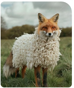 saipranavdeepak's tweet photo. @sharathjothi He will never.... he is a fox with a fleece of a lamb https://t.co/eIfSyzvpJ0