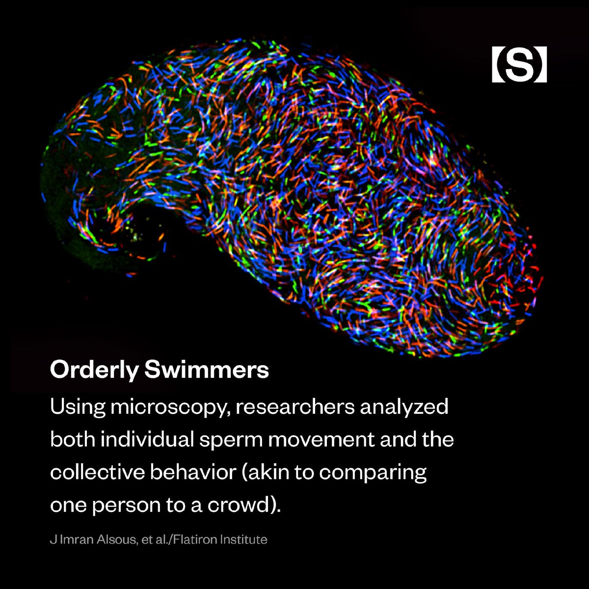 SimonsFdn's tweet photo. A new mathematical model from @FlatironInst biologists explains how fruit fly sperm avoid getting tangled up: https://t.co/UoDgelH1xS #science #biology #FlatironCCB https://t.co/2ubUw9fYkh