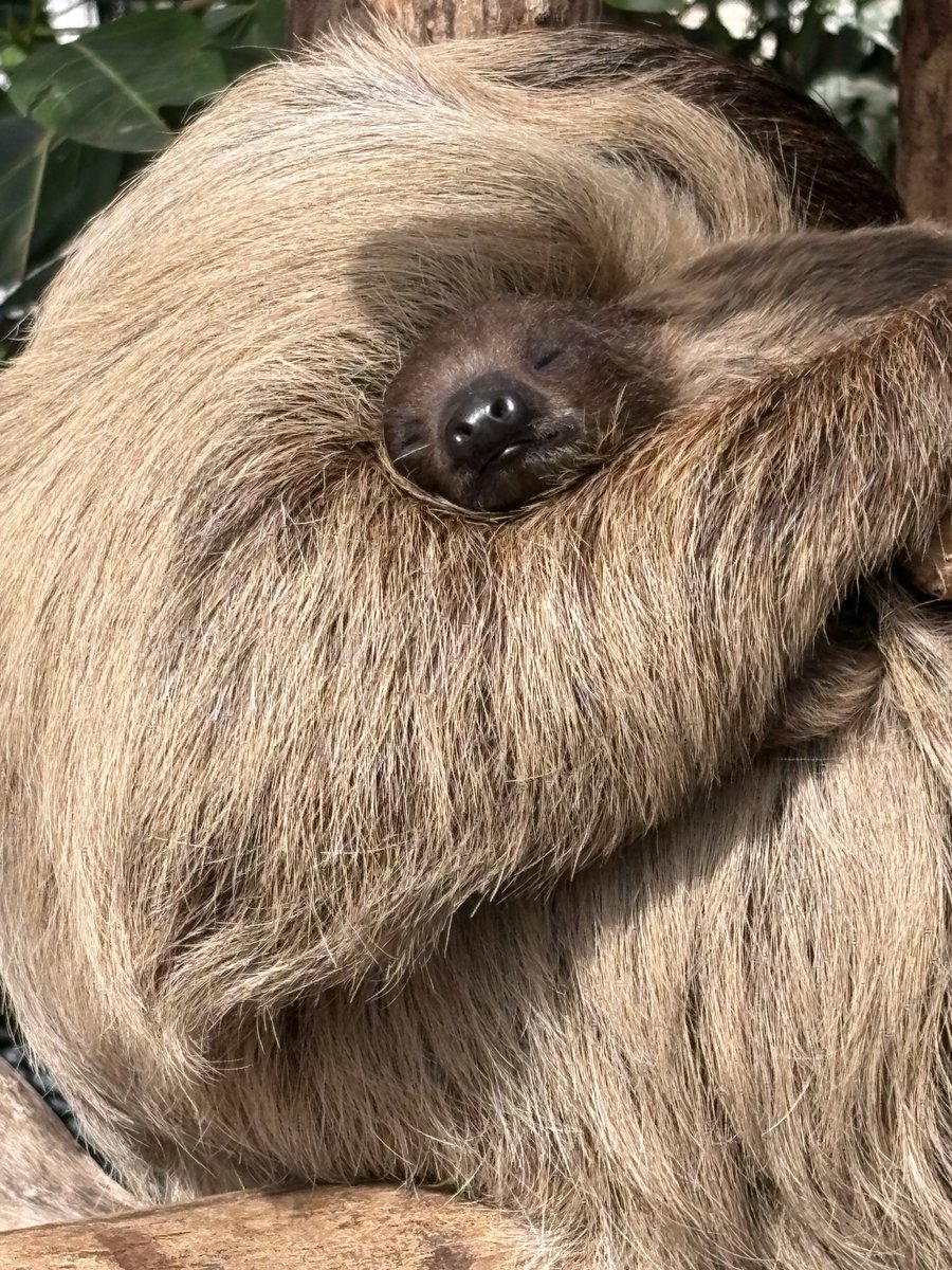 ナマケモノ研究所(The sloth research center)🦥 (@sametyphoon
