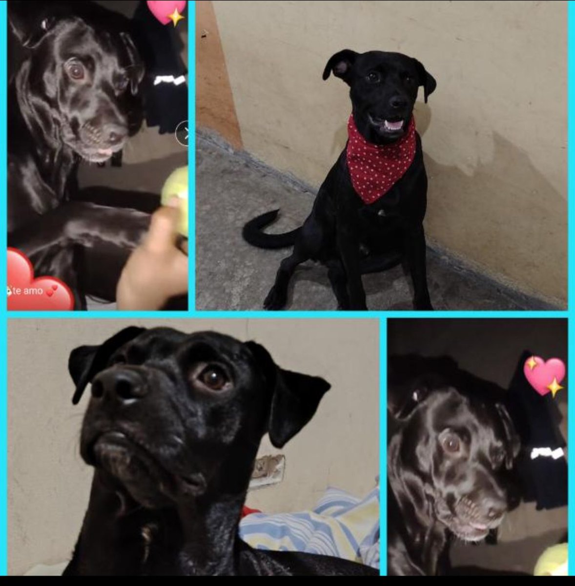 AlertaMePerdi's tweet photo. #ACTUALIZACION #PERDIDO #GUAYAQUIL
Nombre: #Negro
Fecha: 2026-05-22
Sector: Sur, Isla trinitaria por el Trinipuerto 
Sexo: Macho
Raza: Mestizo
Observación: Es todo negro. Solo tiene blanquito por el ocico. Le falta 3 dientes del lado de abajo
Contacto: 0997782118
 #AlertaMePerdí https://t.co/9sL20YKbdz