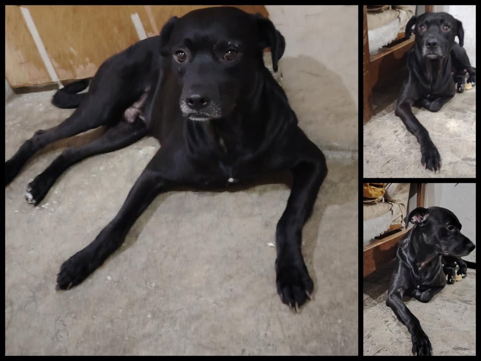 AlertaMePerdi's tweet photo. #ACTUALIZACION #PERDIDO #GUAYAQUIL
Nombre: #Negro
Fecha: 2026-05-22
Sector: Sur, Isla trinitaria por el Trinipuerto 
Sexo: Macho
Raza: Mestizo
Observación: Es todo negro. Solo tiene blanquito por el ocico. Le falta 3 dientes del lado de abajo
Contacto: 0997782118
 #AlertaMePerdí https://t.co/9sL20YKbdz