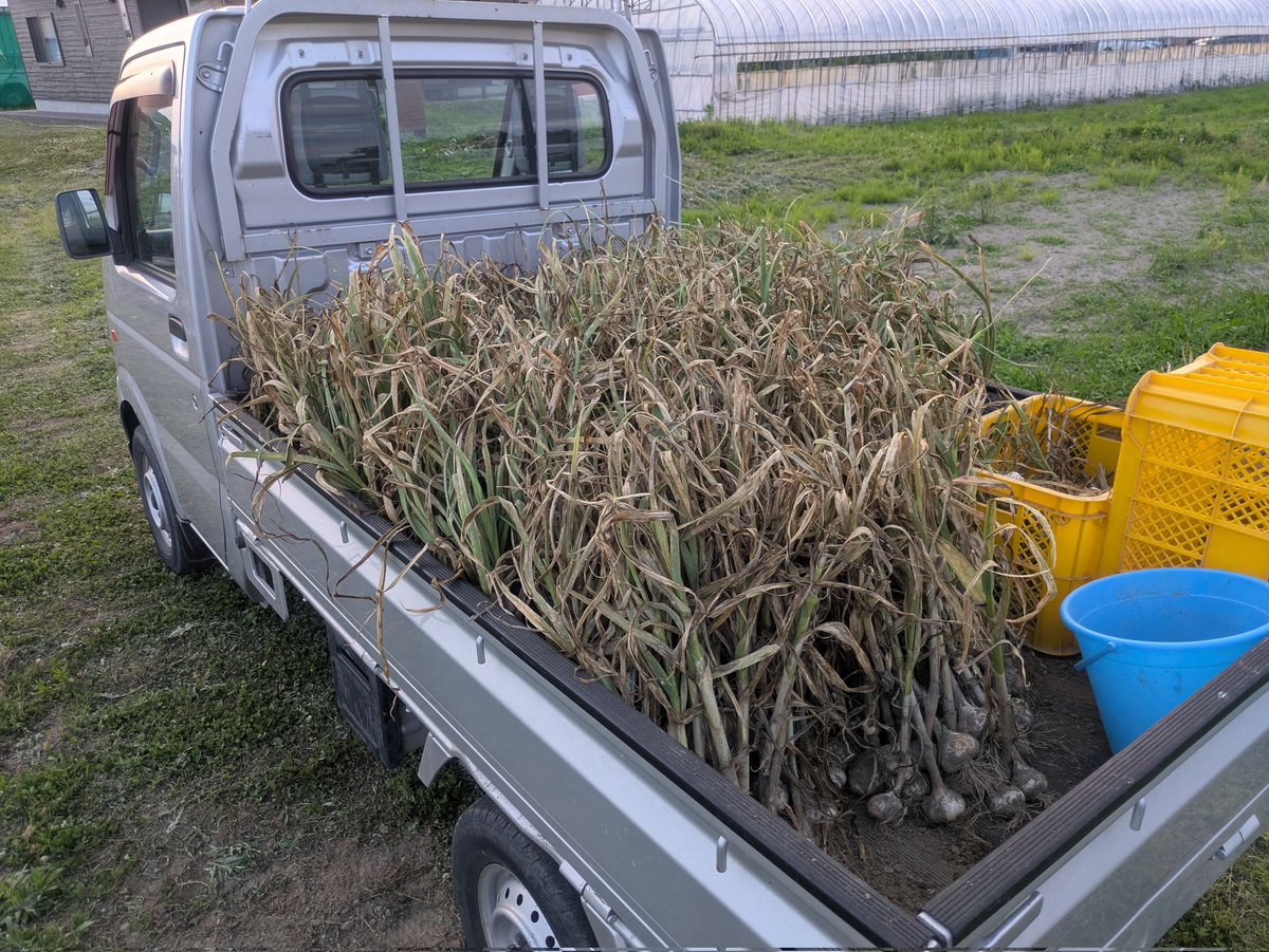 suzuponnu5's tweet photo. 長年のにんにく栽培が成就しひとつのサイクルが遂に終わりました
これよりボーナスステージ突入です
毎年1000個以上はきついぞこれー
速攻やっつけるからとりあえずケツ洗って待っとけよニンニク共 https://t.co/njf42FaUP9