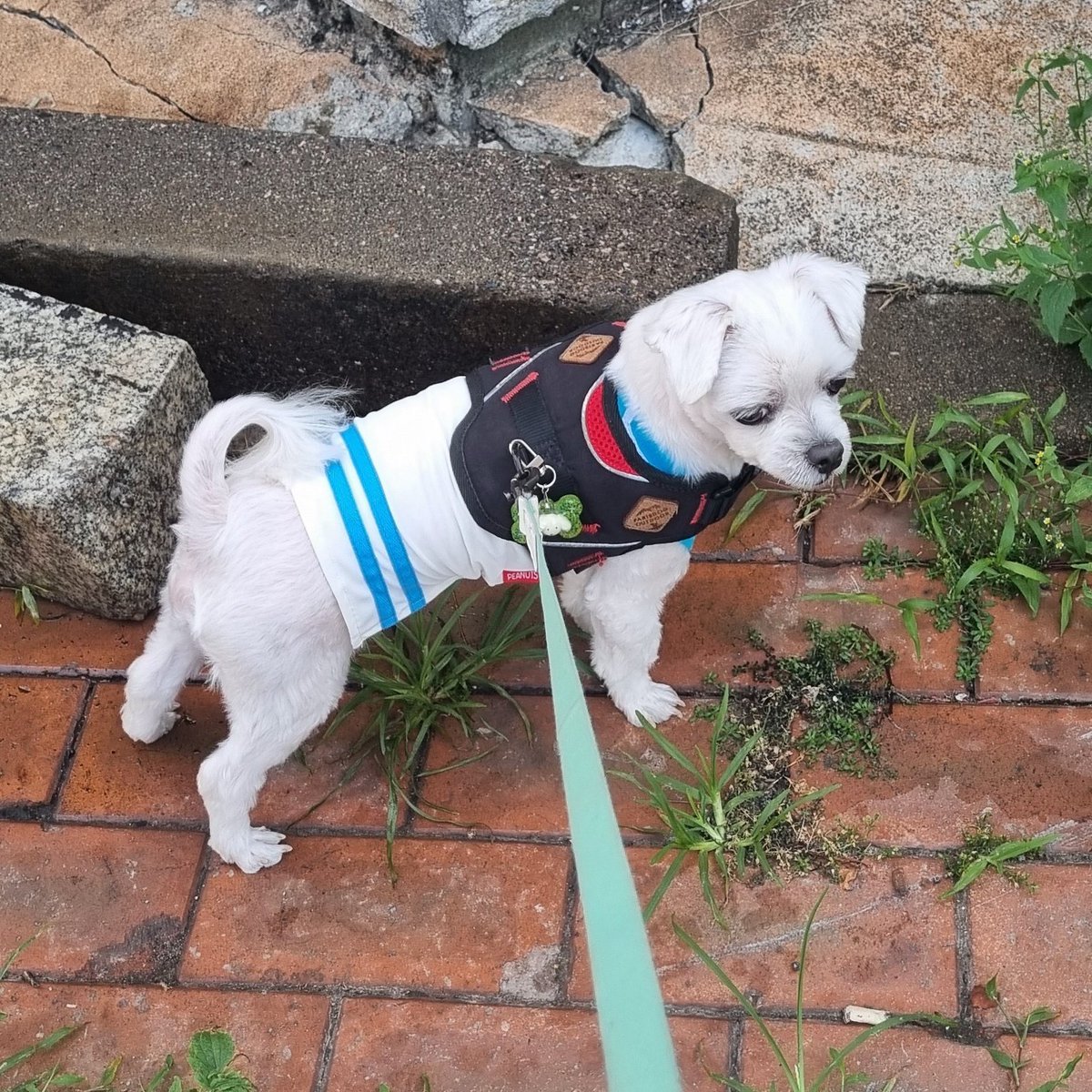 sunlike_sol's tweet photo. 솔이 산책🐶 https://t.co/ZMLu6ueh0o