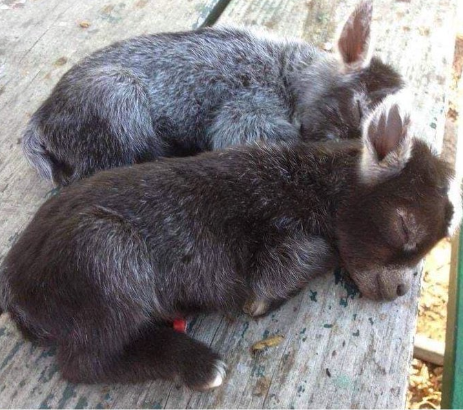 BestinDogs's tweet photo. Sleeping baby donkeys. https://t.co/jiKFV0u25M
