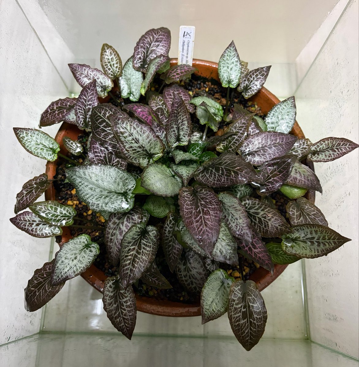 RuRu_se23's tweet photo. Cryptocoryne sp. Min-1 Philippines【LA1223-01z】
そろそろ株分してサイズアップかなぁ。
勝手にグラデーションみたいなってええ感じね。 https://t.co/CW9AfO2fEb
