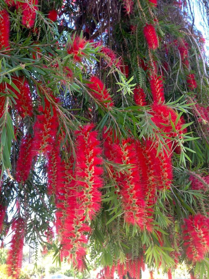 FairryGlimmerr's tweet photo. 🌺 Nature's chandeliers are in full bloom, painting the world in shades of crimson. ❤️✨
When flowers hang like fireworks, every glance feels like a celebration of nature. 🌿
#Nature #BloomingBeauty #RedFlowers #NaturePhotography #SpringVibes #FlowerLovers https://t.co/Dtc5ZSHkRq