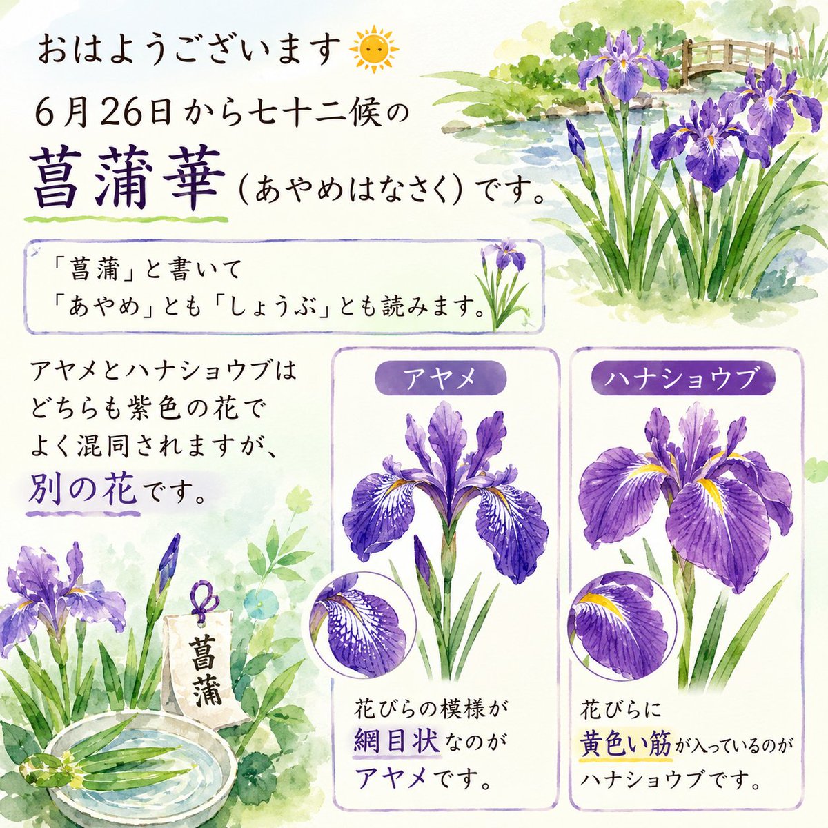 おはようございます? 6月26日から七十二候の菖蒲華（あやめはなさく 