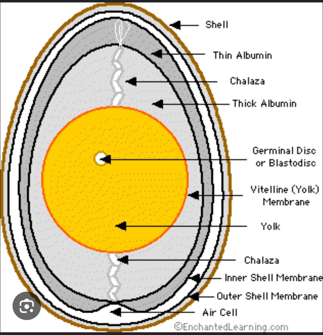 LaterAligator7's tweet photo. @pandeyambarish @fssaiindia @MoHFW_INDIA @JPNadda What you think is "plastic like"  is just the inner membrane of eggs.
Inner membrane= अंदरूनी झिल्ली / आंतरिक झिल्ली https://t.co/CZxw4ZTtz8