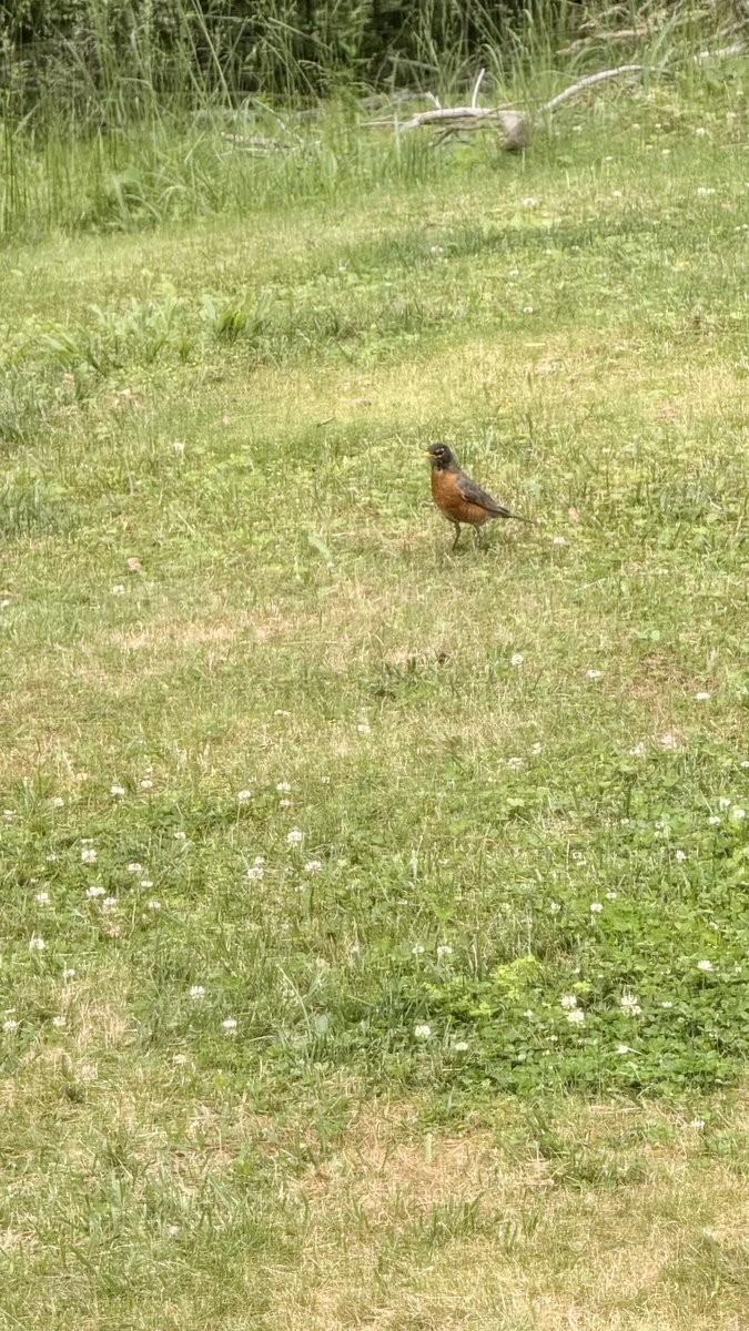 KirbyWilson's tweet photo. @beccaderex This bird frequents my property in eastern TN. Looks like a robin but not sure. https://t.co/GO0UIvaqcM