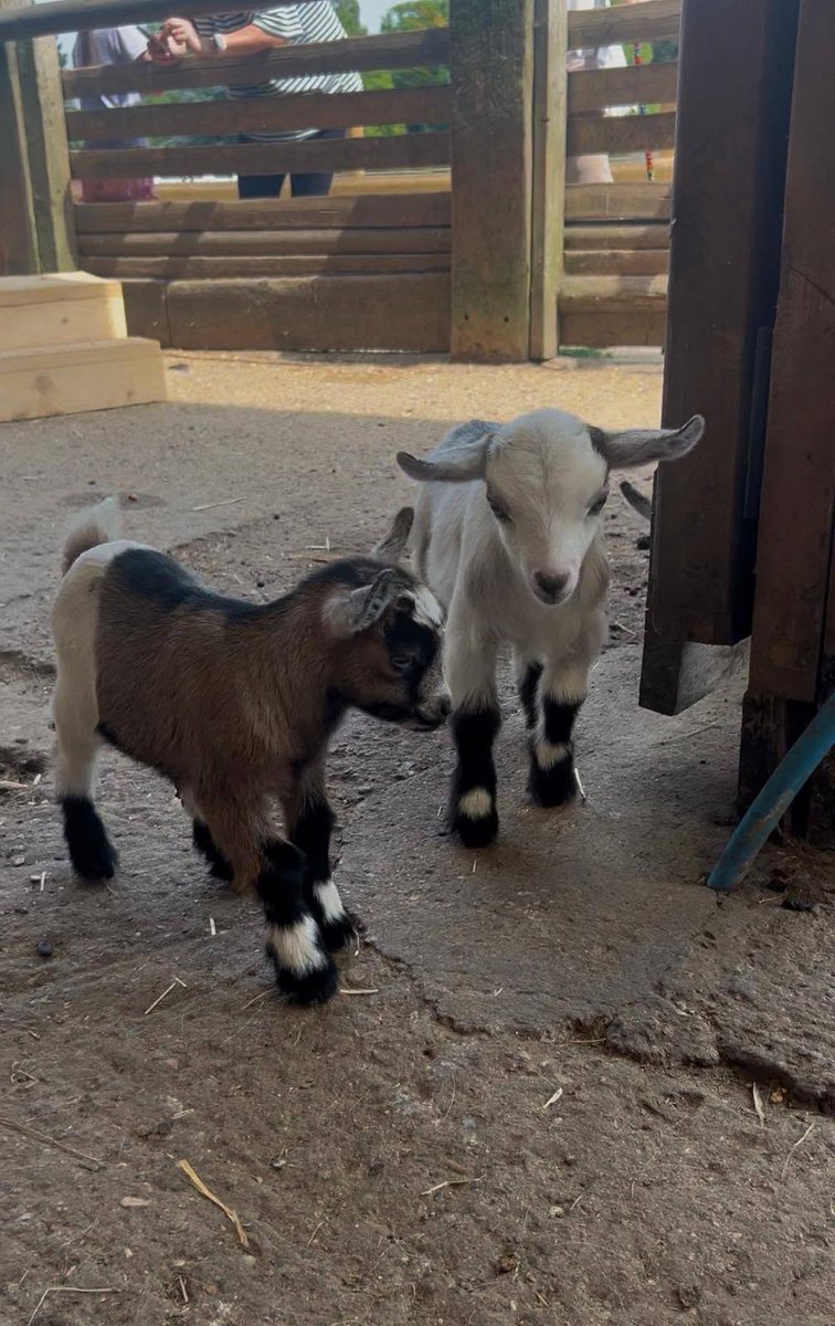 AdoptionsUk's tweet photo. Please retweet to help find 7 stolen baby goats #KENT #England #UK  23 JUNE 2026
Mother goats found screaming after seven kids stolen from petting zoo during storm💔💔💔
Details 👇
https://t.co/VzKvTH9KSL
Contact Christmas Tree Farm if you have any info please 
https://t.co/1GEQmKPWnz

Website 
https://t.co/gT5StVvkrr

#goats #StolenGoats #Downe #Canterbury #Ashford #Dover #adoptdontshop @MissingPetsGB @DogLostUK @millypod1 @AndrewRosindell @lucydahlia @APDAWG1 @DefraGovUK @GMB @BBCNews @itvnews @GBNEWS @AlistairCarns