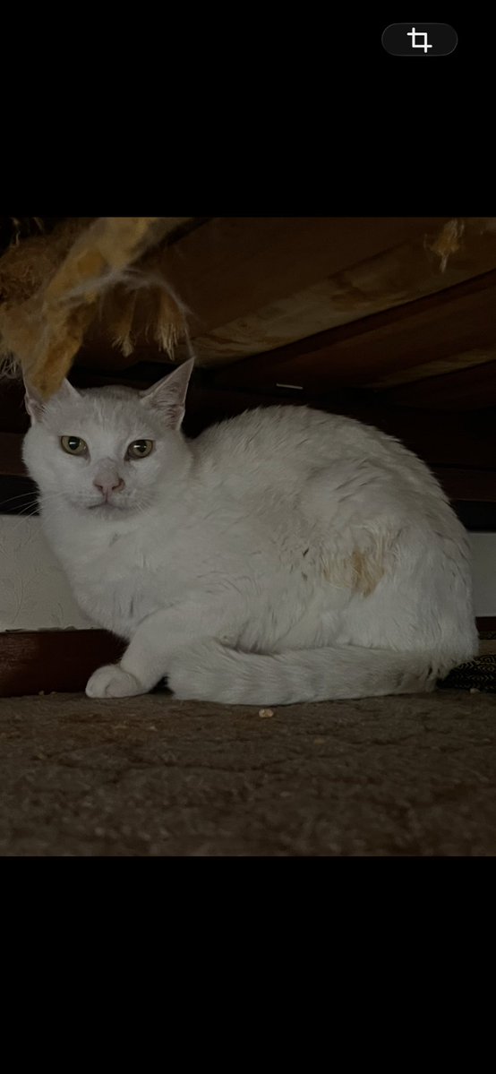 rabi0430's tweet photo. 今日は地域猫から餌やりをしていた方の家猫になったシロちゃんが抜歯手術の日だった。
一昨日、飼い主さんから連絡があり、シロちゃんが見るからに痩せてきていると💦慌てて見にいくと、私が想像したほどではなく、毛ヅヤはあまりよくはなかったけれど、木曜日の手術日に予定通りの準備をして https://t.co/HQs91gQjjA