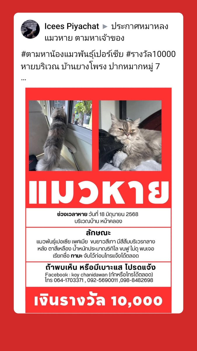 LoveyouApo's tweet photo. #ตามหาน้องแมวพันธ์ุเปอร์เซีย #รางวัล10000
หายบริเวณ บ้านยางโพรง ปากหมากหมู่ 7 

เพศเมีย ขนยาวสีเทา มีสีส้มตรงกลางหลัง  ไม่ดุ เจอเรียกชื่อ #ทามะ ได้เลยค่ะ  หากติดรถใครไป หรือพบเห็นสามารถจับน้องไว้ก่อนได้เลยค่ะ  

หากเจอโทร064-1703371 ,092-5690011

ทัก FB: Pzrixch brp ได้ตลอดค่ะ🙏🙏

#แมวหาย

https://t.co/KVdmgOvYRW