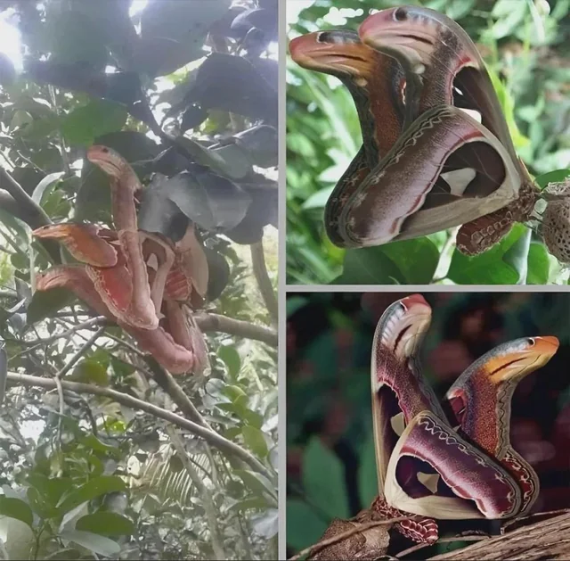 Rainmaker1973's tweet photo. Nature’s ultimate disguise: the Atlas Moth uses incredible wing camouflage to look exactly like two cobras. https://t.co/8kRW5VJVyq