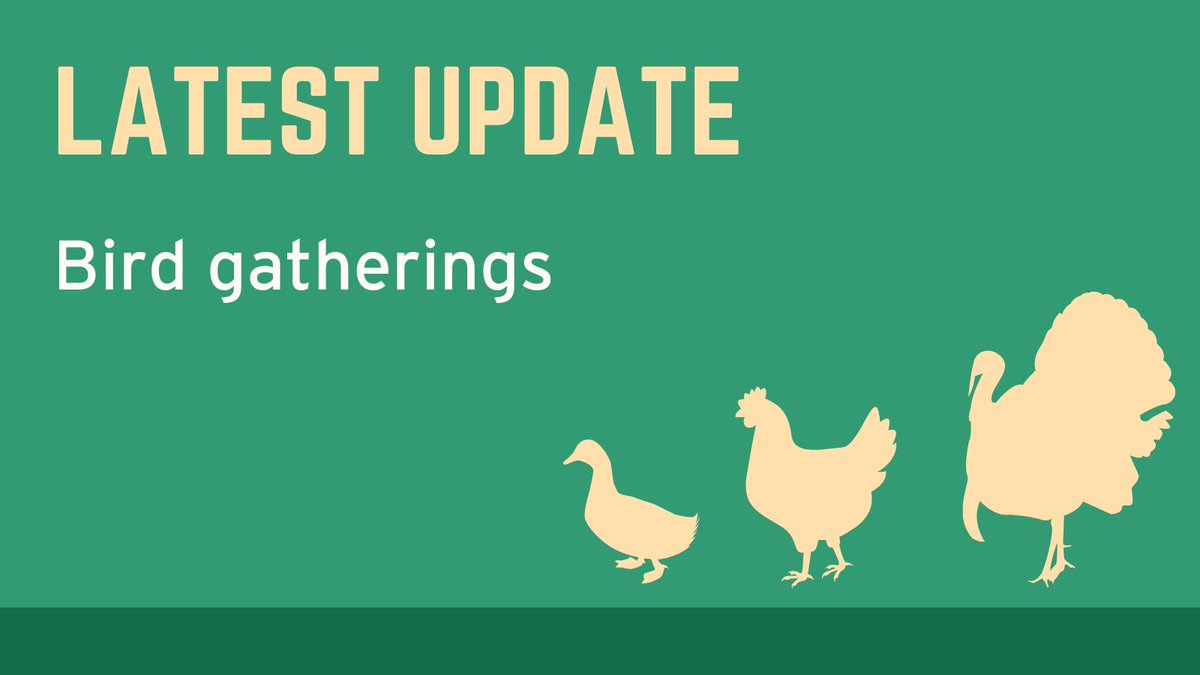 APHAgovuk's tweet photo. A revised general licence for bird gatherings to include Anseriformes (ducks and geese) is available for use across Great Britain, subject to conditions. Check the relevant websites for further info:
🔗https://t.co/jtHkhjucWk 
🔗https://t.co/OTp3e4Ue4M 
🔗https://t.co/Tz1TZsKDGa https://t.co/tV546ID2lj