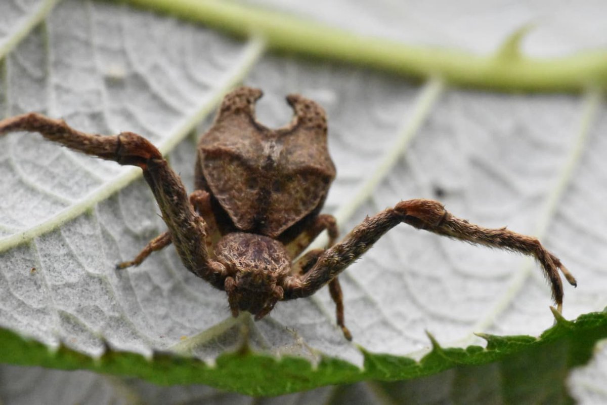 INABIO_EC's tweet photo. ▶️#INABIOEnMedios | Nombran nueva especie de araña descubierta en Ecuador en honor a Angelina Jolie https://t.co/B3bV2Z9aDo https://t.co/m1Ys7TJpTq