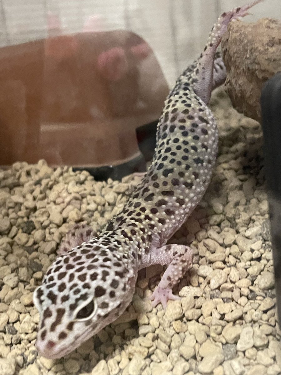 Hyomotan's tweet photo. ドアップファンサしてくれる
#レオパ https://t.co/V54ZGGTT07
