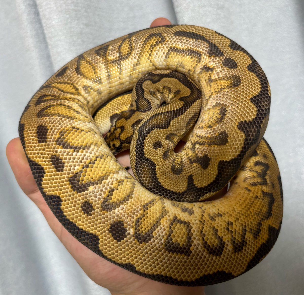 R_I_A_python tweet picture