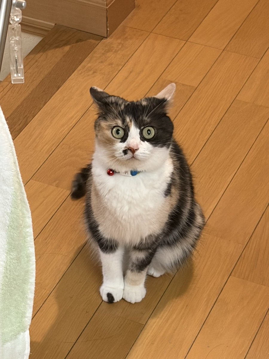 ennya0223's tweet photo. 今夜のハッとしたくるみん🤭

#マンチカン　#愛猫 
#猫のいる暮らし　 #くるみ https://t.co/euB1f52TDH