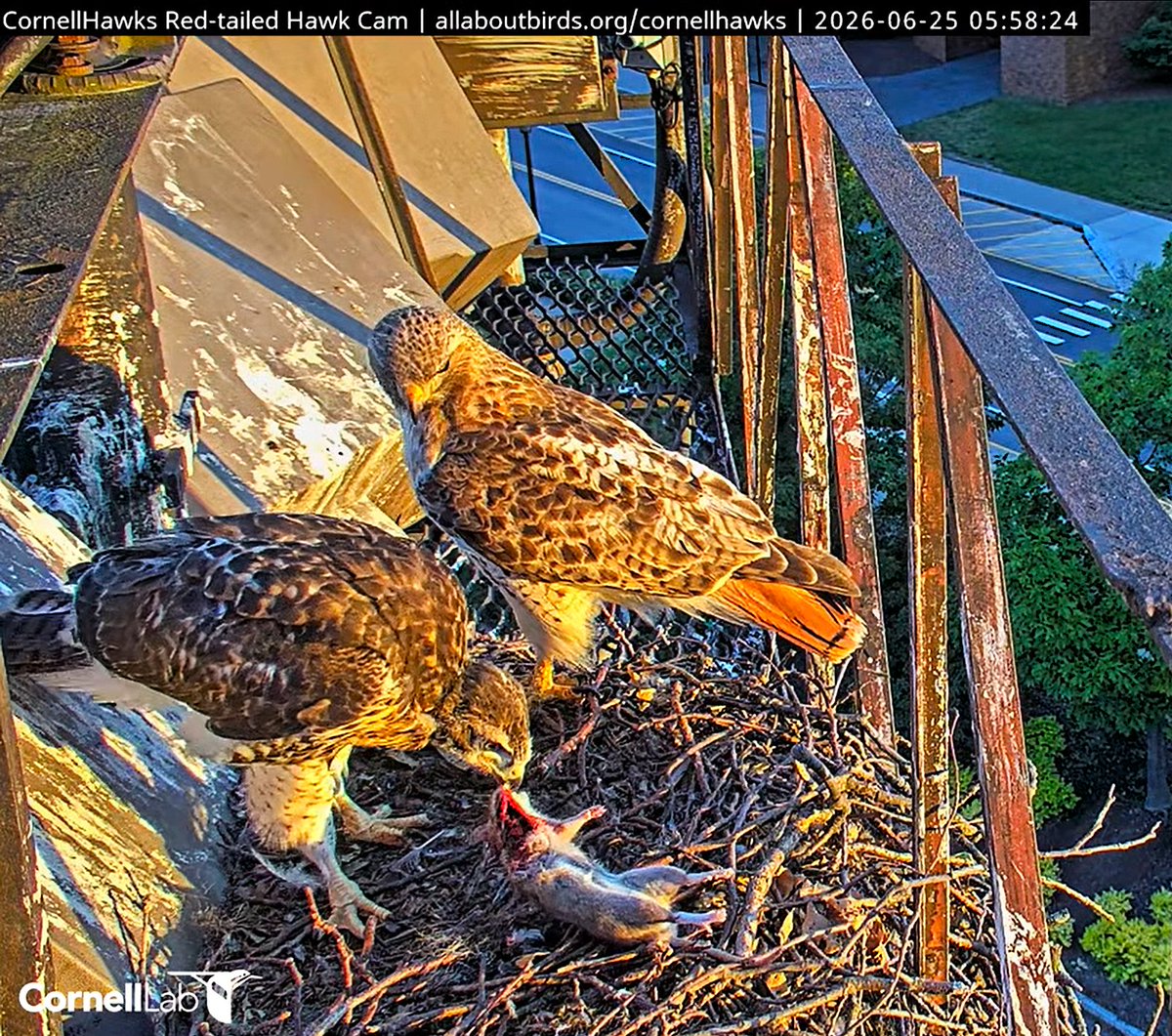 CornellHawks tweet picture