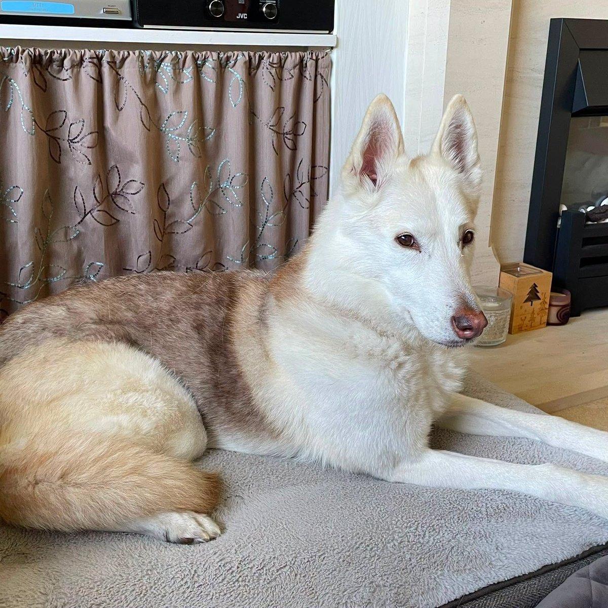 AdoptionsUk's tweet photo. Please retweet to help AMBER AND BLAZE FIND A HOME TOGETHER - May be able to rehome nationally #UK 🐶❤️❤️🐶
REGISTERED BRITISH CHARITY AVAILABLE FOR ADOPTION.BONDED PAIR HUSKY CROSSES 
DETAILS OR APPLY 👇👇👇
https://t.co/ZX4xAF2yVQ
Take a look at beautiful girls @SaintsSledDogs  Amber and Blaze the 12 and 13-year-old Husky crosses. 
Amber and Blaze have been a dream to have in foster care and are now looking for their forever home together. They are a bonded pair so cannot be separated, they keep each other company, especially as Blaze does show signs of separation anxiety occasionally. 
The duo are great with humans of all ages and are good with dogs, although Amber can be a little nervous so will grumble.
Amber and Blaze like to go for good sniffy walks, being older girls they do like to take their time and enjoy the sights. They are fully house trained and LOVE to spend time In front of the TV with their foster mom.
If you are looking to give an older dog a chance at a new start why not get in touch 
DETAILS OR APPLY 👇👇👇
https://t.co/ZX4xAF2yVQ 📱 
 
#dogs #Husky #Huskies #pets #adoptdontshop #animals #pets #England #Scotland #Wales @AndrewRosindell @clarebalding @APDAWG1 @rickygervais @JaneFallon @liamgallagher @JeremyClarkson @ClarksonsFarm1 @KatieAmess @Nightowl400 #K9hour