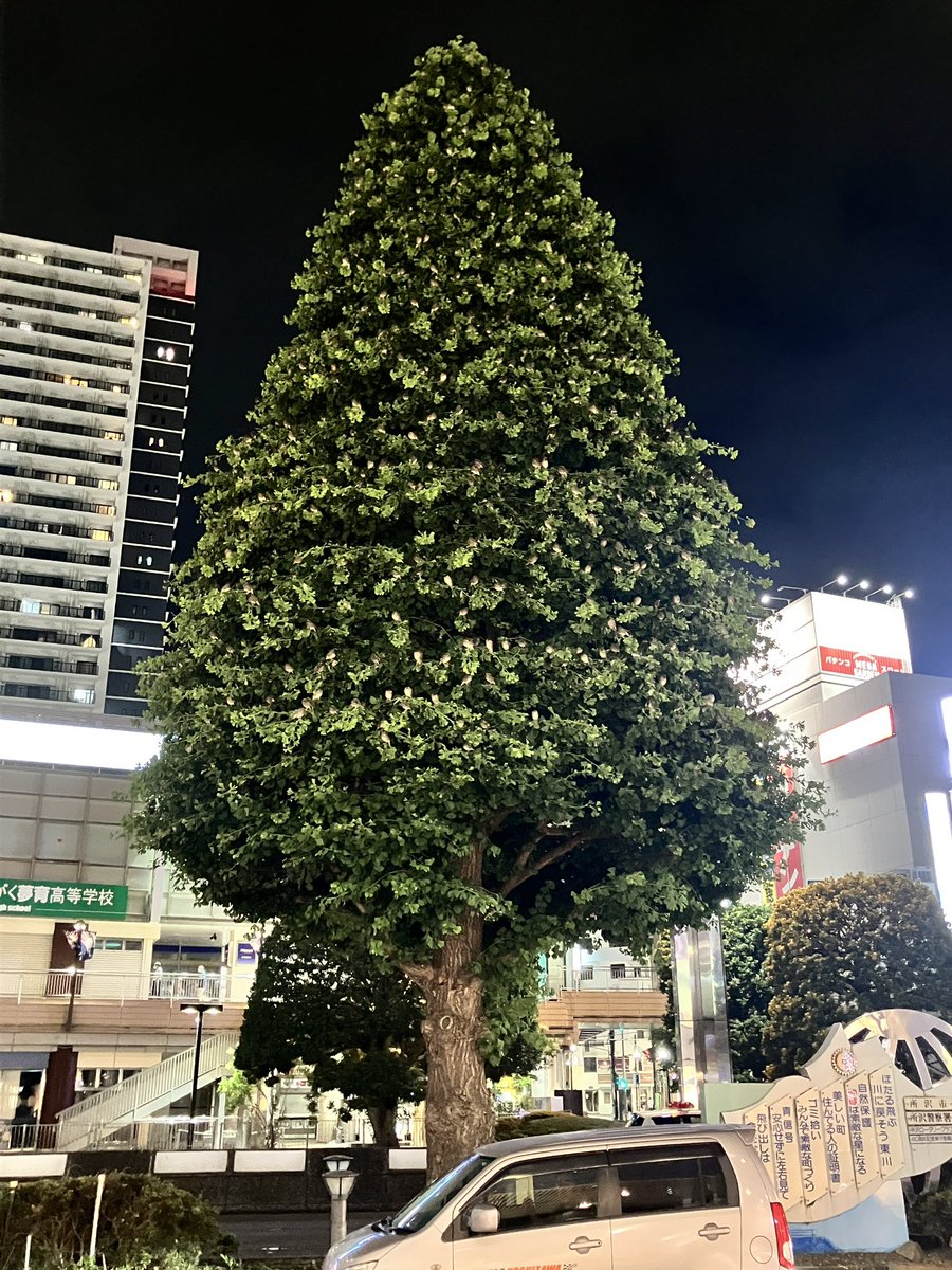 lady_swallow's tweet photo. 今夜のウォーキングの終点地、所沢駅前にムクドリのツリーができてました😳

可愛いけど、みんなここで一晩寝てるのかな？ https://t.co/EccUZl339R