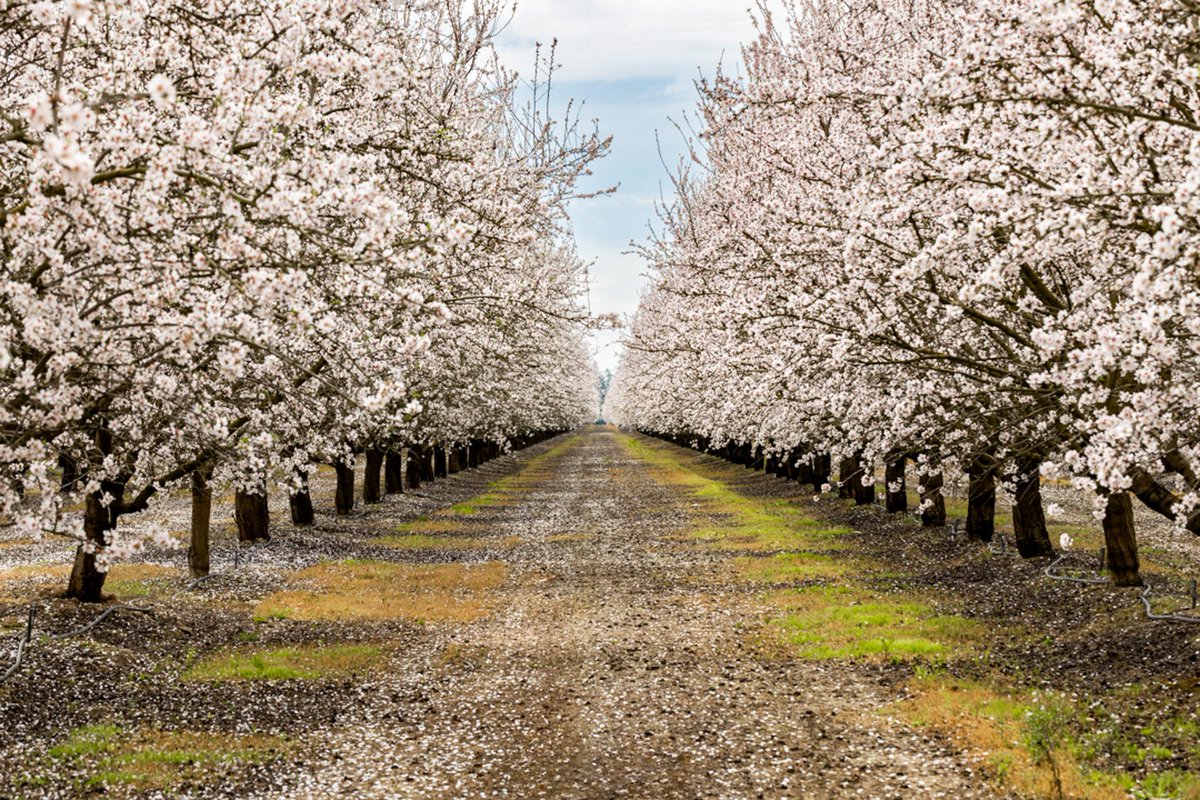aHeartSoFull's tweet photo. Today's Photo Challenge: TREES
Quote it or Share it ๐
#PhotoChallenge #Trees #Orchard #Nature https://t.co/4IJRzavYw4