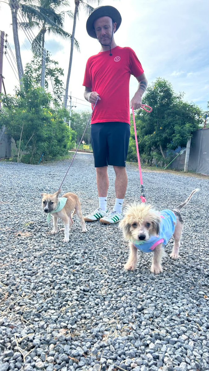 NiallHarbison's tweet photo. He came in 2 days ago very sick and abandoned. I asked for name suggestions. 

In the end not even in doubt... Rod Stewart. 

As an added bonus Skye has latched onto him and they are best friends and inseparable ❤️ https://t.co/3HIQdtIIbR
