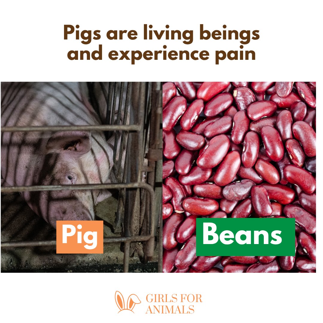 GirlsForAnimals's tweet photo. Pigs feel pain. Beans are cheap.

#animalwelfare #veganism https://t.co/uJXSIQ2NJH