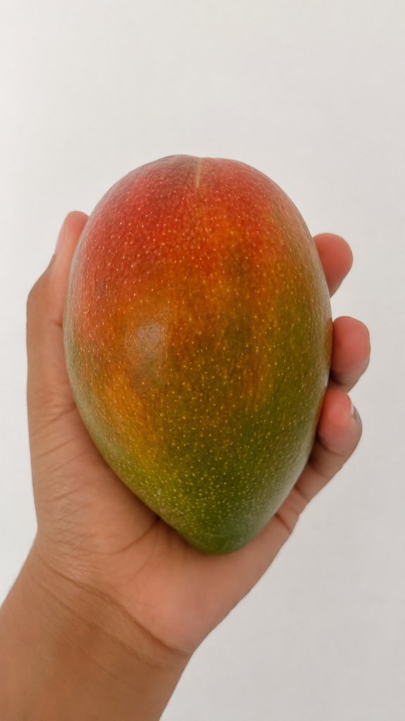 sidsah's tweet photo. ३ लाख रुपैयाँ प्रतिकेजी पर्ने आँप! 😲🥭

मेरो हातमा रहेको यो आँपको मूल्य ३ लाख रुपैयाँ प्रतिकेजीसम्म पर्छ भन्दा धेरैलाई विश्वास नलाग्न सक्छ। तर यो सत्य हो। यो जापानको विश्वप्रसिद्ध Miyazaki (मियाजाकी) जातको आँप हो, जसलाई संसारकै महँगो आँपमध्ये एक मानिन्छ।

#MiyazakiMango https://t.co/EVeRpZOzMF