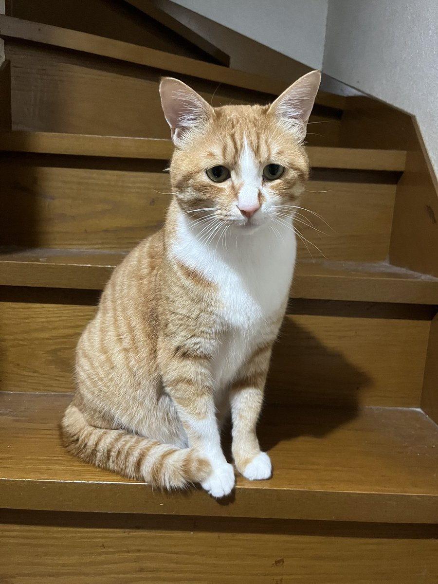 OctBlySDRwpyIPc's tweet photo. 保護124日目
階段でしょぼん顔(　　　´・ω・｀　　　　)

 #猫  #猫のいる生活  #猫のいる暮らし 
 #猫好きさんと繋がりたい https://t.co/VZ4QVXxnZf