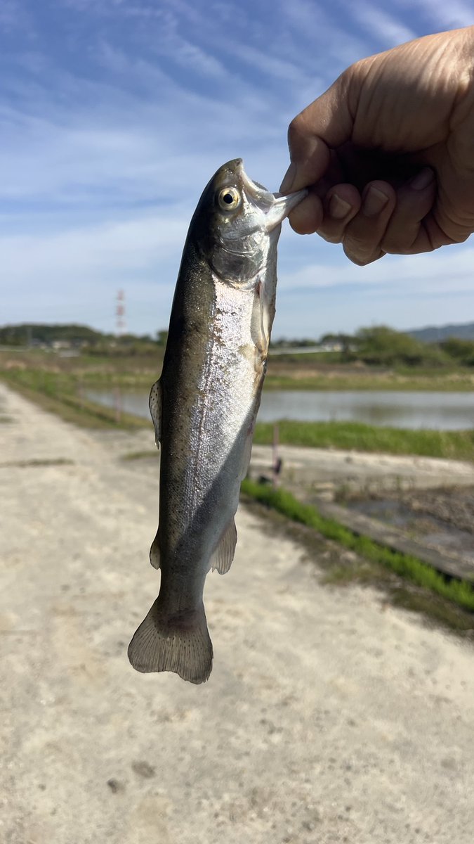 lifeworks_2015's tweet photo. 4/19コシヒカリ予定地荒掻き2日目
溝浚い&amp;ゴミ拾い
鱒 https://t.co/bIGL0tWuPX