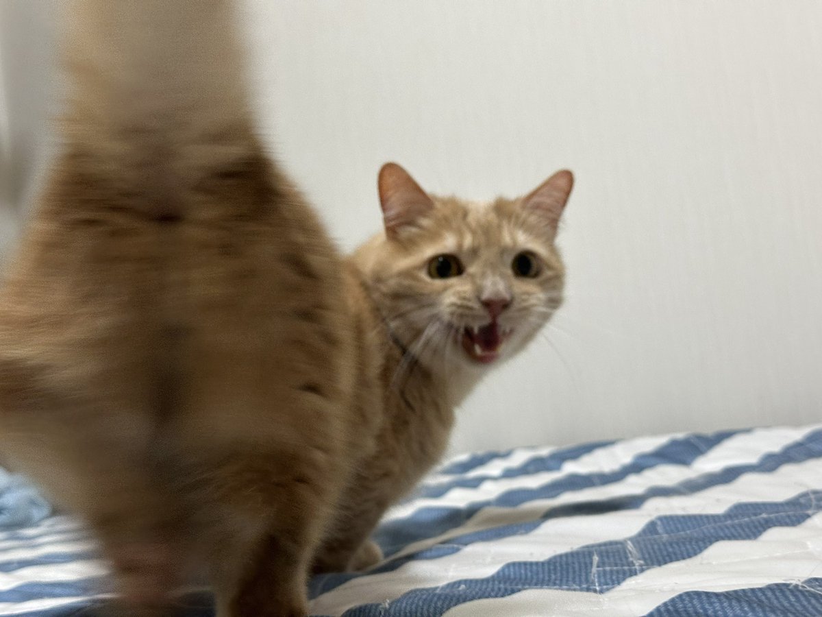gorogoromocha's tweet photo. 2026/06/25
モカが261週齢を迎えたので成長記録🐈
昨日6/24はモカ5歳の誕生日でした🎊いつまでも健康でいてね😻
体重：4.7kg
#モカ成長記録 #261週齢 #猫 #マンチカン #cat #munchkin https://t.co/06bku4p9nB