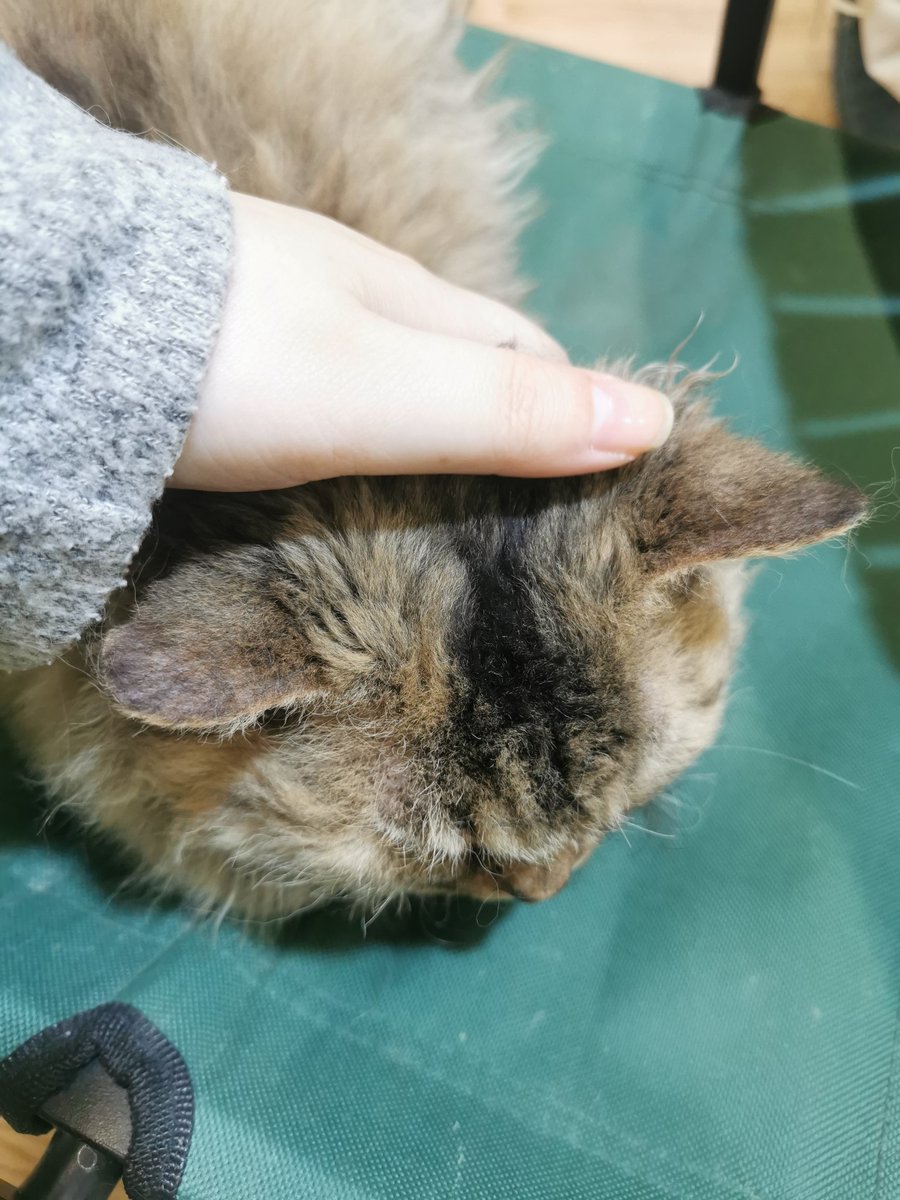 99Haruk's tweet photo. 猫咖里这只小猫警觉性特别强，努力了半天才给摸。长得也与众不同，小小一只，威风凛凛。 https://t.co/BJ08DPhklN