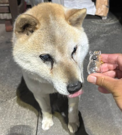 mama88872520's tweet photo. #愛媛県  西条市  西条市丹原町  6/23逸走 
#柴犬 ♂️ 14歳💦 片目白内障  涙焼け  柴系雑種 
#迷子犬 #迷い犬  内川  新川  中山川  今治市  東温市
@p5cL9j8dF5QeLUQ 様まで🙏目撃されたら110番で保護依頼を🙇‍♀️ https://t.co/m574z0lnnJ