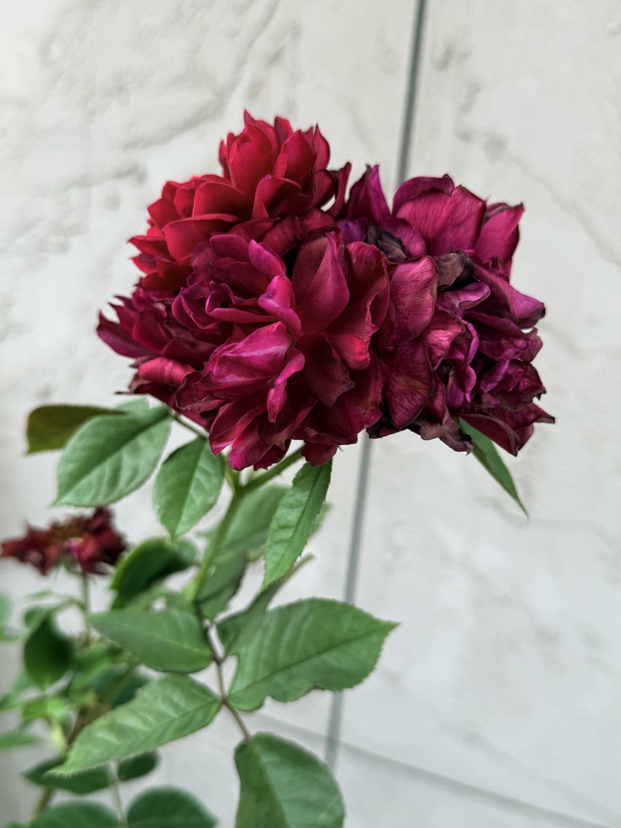 Ao48787908's tweet photo. 終わりがけだけどライラ🌹
黒っぽい紫っぽい赤で素敵だな https://t.co/vaNthkXpfF
