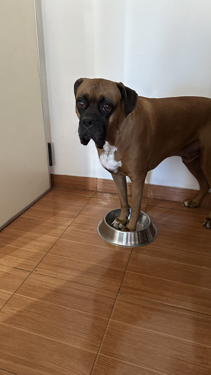 Qarozito's tweet photo. Así pide humildemente su segundo plato de pollito https://t.co/YUDNjzkKd4
