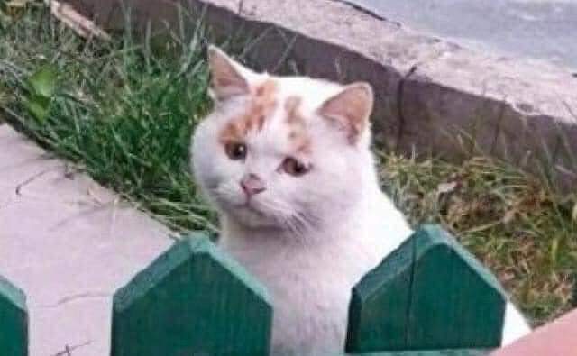 nekomajinheika's tweet photo. as someone who tends to  ignore trends, memes, and flavors of the week, ever so often I just pop my head out of my cave just to be confused about why everyone is obsessed with whatever random thing that week. https://t.co/Rko9BZM0g2