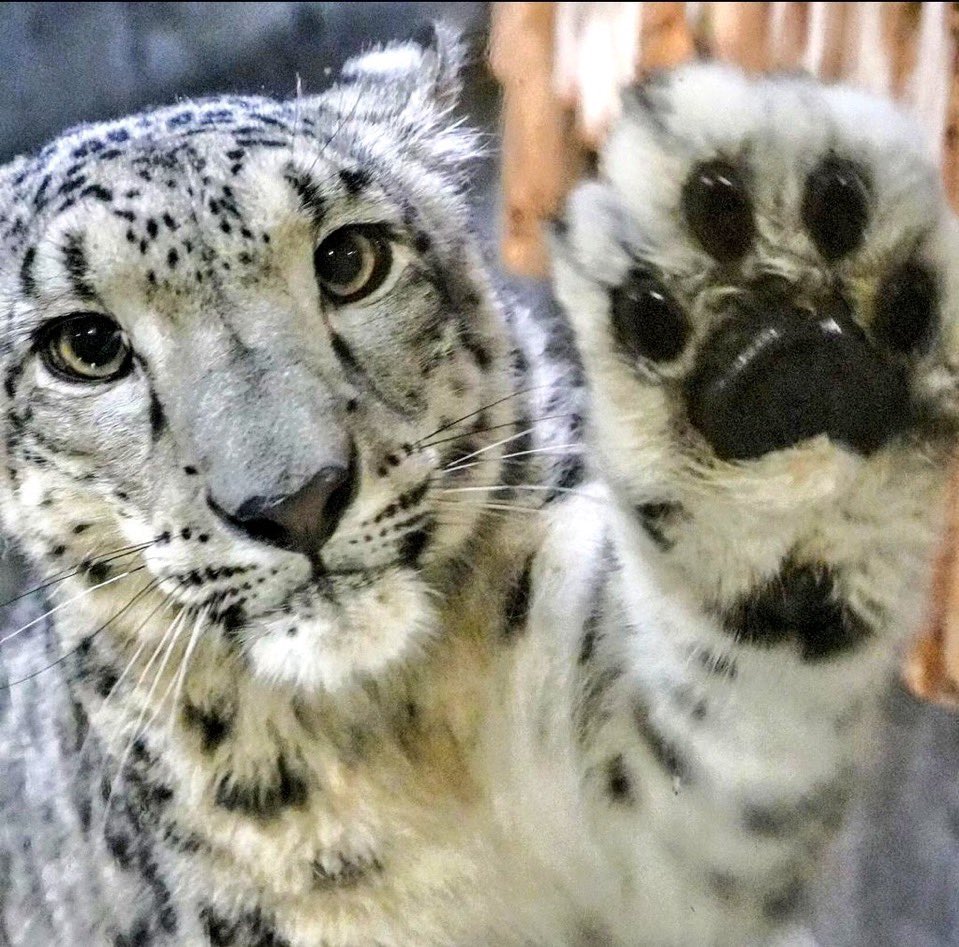 bigkittycity_'s tweet photo. can i get a high paw ? https://t.co/XkhawIz1Ex