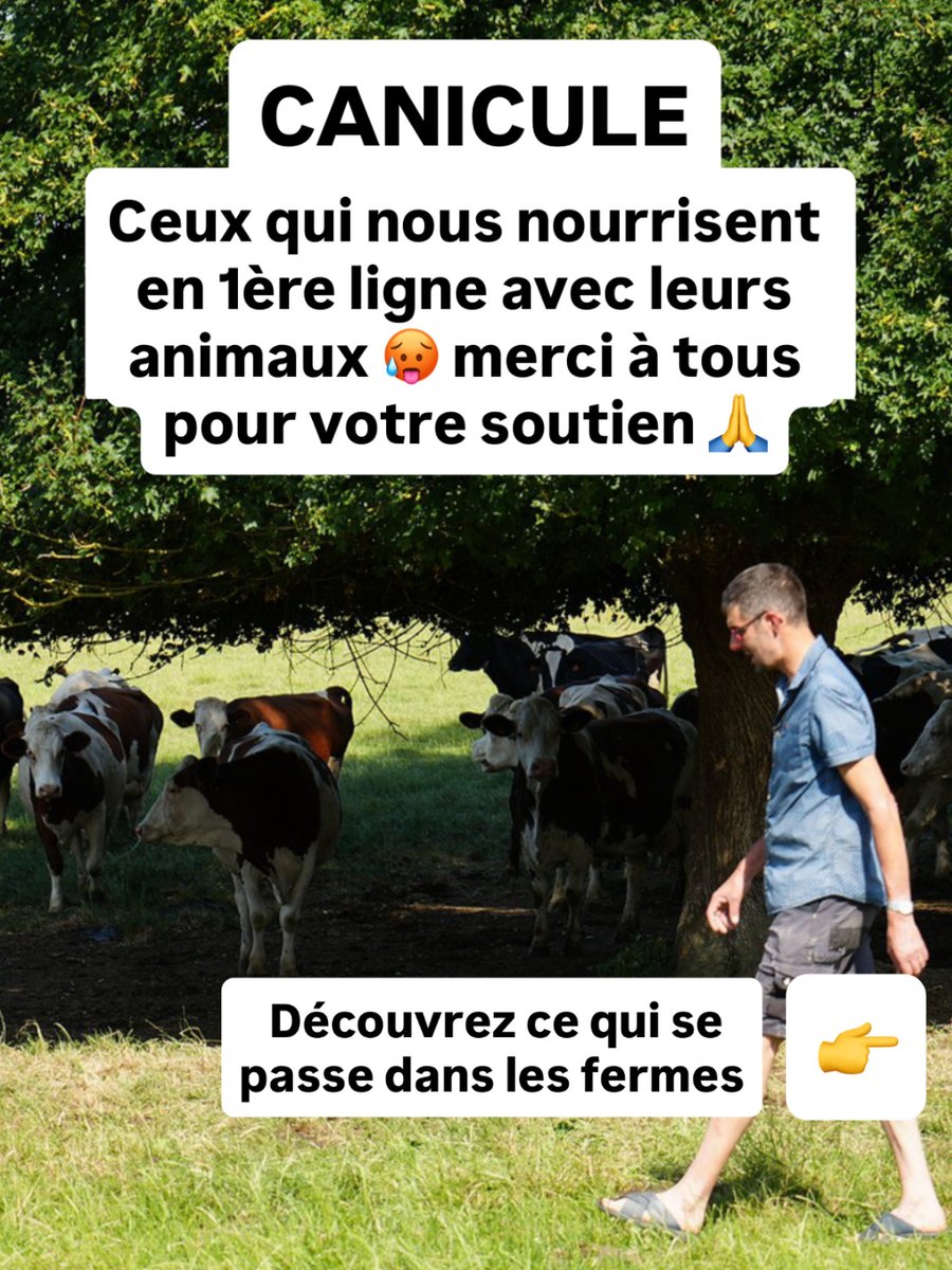 C_qui_le_Patron's tweet photo. Courage à tous 🙏🙌 Chaque jour les producteurs subissent de plein fouet la canicule que nous traversons tous en ce moment. Et selon les productions, chacun doit faire face à son lot de difficultés dans des conditions particulièrement éprouvantes #SoutienAuxProducteurs

Cette canicule est aussi l'occasion de rappeler qu'une rémunération juste est indispensable pour permettre aux producteurs d'investir, de s'adapter et de continuer à nous nourrir malgré un climat de plus en plus instable. C'est ainsi que nous préserverons une alimentation française pour les années à venir.
👉 Comment acheter des filets pour protéger les vergers ? Comment investir dans des ventilateurs pour rafraîchir les vaches si on peine déjà à se sortir un salaire ? Derrière ces solutions se cachent des investissements de plusieurs milliers d'euros !!

Sur une ferme laitière, 1 centime de plus par litre de lait c'est environ 5 000 € de chiffre d'affaires supplémentaire sur une année. Et ces 5 000 € peuvent faire toute la différence lorsqu'il faut investir pour protéger les animaux, les cultures … 🙌

Merci pour tous vos messages de soutien, soyez certains qu'ils font énormément de bien à l’autre bout !