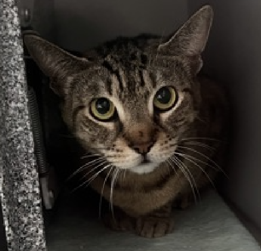 JLthekid9999's tweet photo. 🆘🆘 TIGER BLUE (ID 255309), 1 YO, FEMALE –  IN QUEENS ACC - came into the shelter as a stray on 5/24/2026.    🆘🆘 😿 😿 😿 😿

➡️TBD 6/27/26

➡️ ONLY A BABY – JUST BEGINNING LIFE

➡️ NEW HOPE PARTNER RESCUE ONLY

➡️ TOO LOW ON PLEDGES TO STIMULATE RESCUE INTEREST

➡️ 🆘🆘  3RD Chance on Emergency Placement List – NO ROOM IN SHELTER – WILL NOT BE GIVEN MUCH MORE TIME – VERY HIGH EU/SILENT KILL RISK– 🆘🆘 😱🔥🔥😱

➡️ 33 DAYS IN SHELTER – TOO LONG – TIME IS RUNNING OUT

➡️ TIGER BLUE IS ON THE EPL FOR BEHAVIORAL REASONS - She is not thriving in the care center and continues to display distance-increasing behavior when approached for interactions. She has not warmed up despite staff using treats to build a positive association.  This designation often means that the cat will be given very little time for rescue/foster/adoption.🔥🔥🔥🔥

Tiger Blue is displaying behaviors that preclude placement in the adoptions room and may require further investigation before placement in a home. She has tried to swat / scratch / bite / is extremely fearful in the shelter environment and does not currently tolerate petting or handling.  😿🙏😿🙏😿🙏

NEEDS OUT OF SHELTER ASAP –

Please RT or pledge, if you can, to save this little one.

@AdamsPaulGrimke

💔😿🙏Thank you