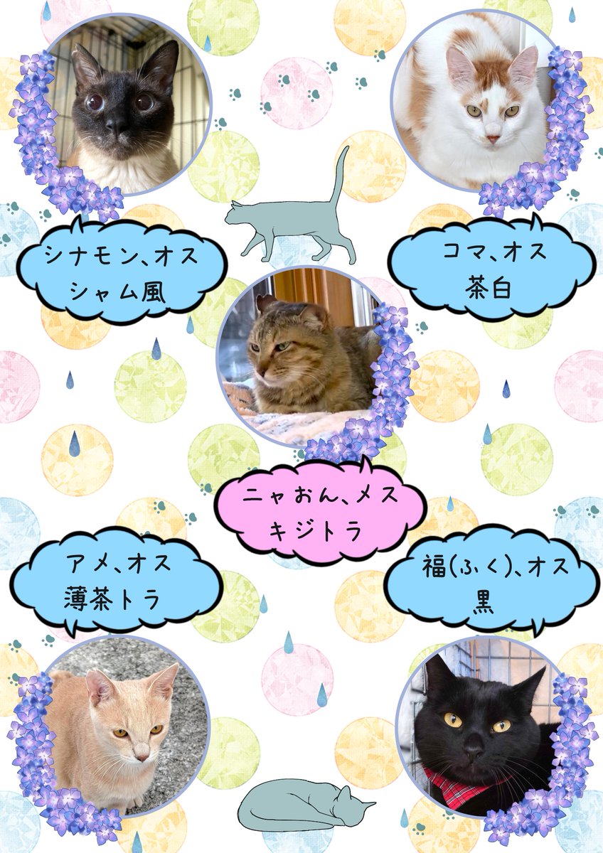 fukushima_2012's tweet photo. 6月28日(日)10：00～12：00、郡山市蒲倉町「森のカフェ　スカイルーム」にて、ねこの譲渡会を開催します。成猫仔猫合わせて16匹が参加予定です。お天気が心配なところですが、たくさんの方のご来場をお待ちしています。#保護猫 #譲渡会 #福島 #郡山 #保護猫を家族に #アニサポ福島 https://t.co/jFrtZ9ERoO