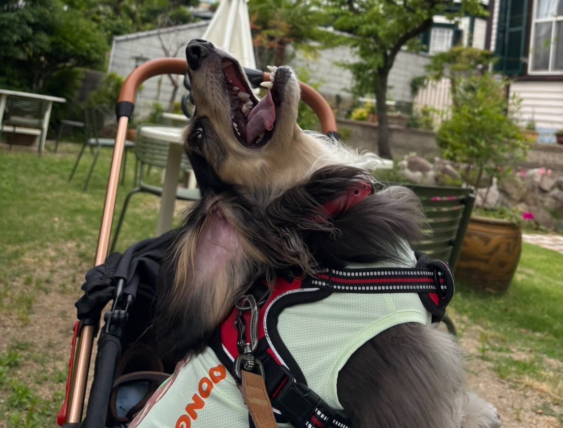 Thomas_4351's tweet photo. 須磨寺元通学路にあってアツい
今もよお犬が両親の散歩で行っとるわ https://t.co/MK3qf0KR0L