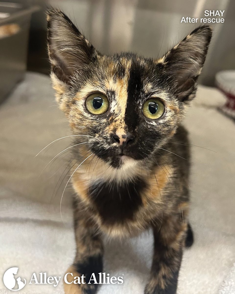 alleycatallies's tweet photo. You may remember Shay, who was rescued along with her siblings from a police station rooftop. After Alley Cat Allies coordinated the rescue and medical care, Shay was soon adopted...by the very same firefighter who climbed up and saved her! 🧑‍🚒

Today, months after her adoption, Mike--the firefighter--sent us an update on Shay. She goes by Brownie now and is all grown up! She spends carefree days enjoying meals, playing, and napping.

"Brownie is a sweet girl and always waiting for her Dad Mike to play with her and pet her. We're so glad we adopted beautiful, sweet Brownie. She makes our lives so happy," says Mike.

From daring rescues to critical community change, we're saving kittens like Shay (Brownie!) every day. Your support makes it all possible. To give to protect more cats and kittens, visit https://t.co/vlXUwprlLu