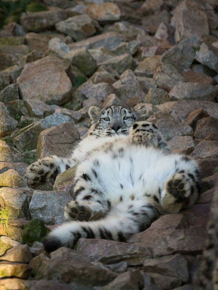 NatureAnimalw's tweet photo. https://t.co/SUiFam8nLe
